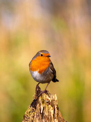 European Robin, Erithacus rubecula