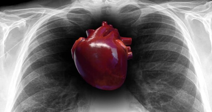 Human Heartbeat Inside Of X-Ray. Heart Pumping Blood. Science And Health Related 3D Animation.