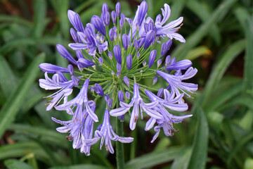 Flower scene of Lily of the Nile or Blue Agapanthus is the only genus in the subfamily Agapanthoideae of the flowering plant family Amaryllidaceae in the garden.