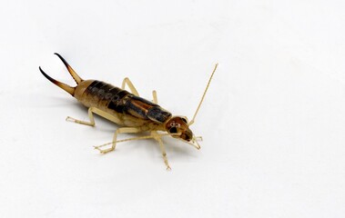 European earwig Forficula auricularia or Labidura riparia, white background