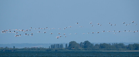 Greater Flamingo, Phoenicopterus roseus