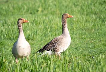 Greylag Goose, Anser anser