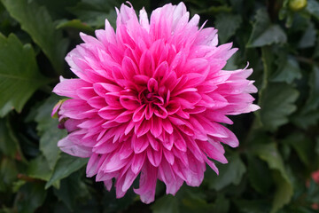 Closeup Blooming Pink dahlia Flower in the garden of bana hill , danang , vietnam