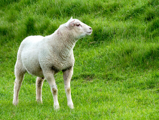 Naklejka premium Lamb