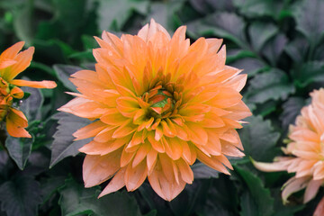 Closeup Blooming yellow dahlia Flower in the garden of bana hill , danang , vietnam