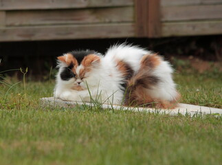 Obraz premium Portrait of a 3 coloured persian cat
