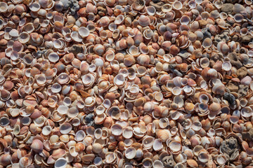 a lot of all kinds of seashells on the beach