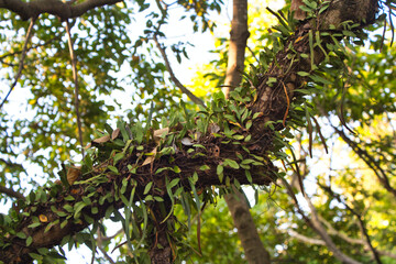 branches in the sun, in Devil's Peak, Yau Tong, Hong Kong