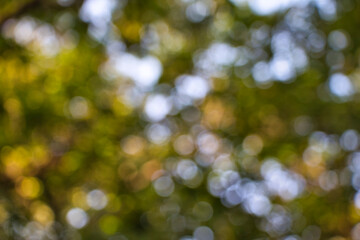 autumn leaves in the sun, abstract bokeh background