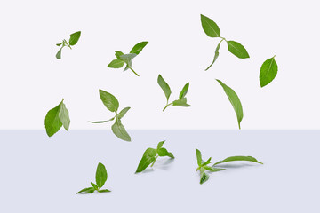 Basil (Ocimum basilicum) leaves are flying in white background. Real shoot