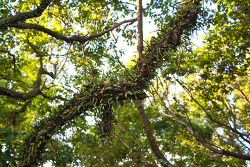branches in the sun, in Devil's Peak, Yau Tong, Hong Kong