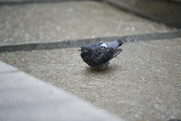 Pigeon is taking a bath in a street fountain 