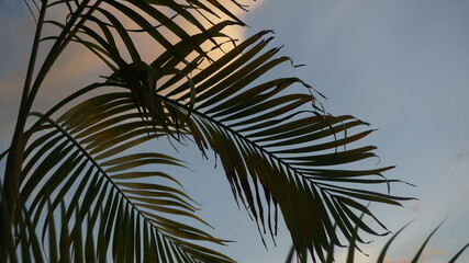 Palm branches lie in the blue sky. In the winter evening like a painter painting in the sky