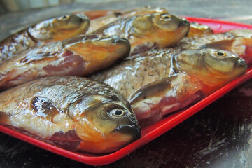 fresh fish carp