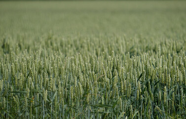 Background of growing wheat with soft focus 