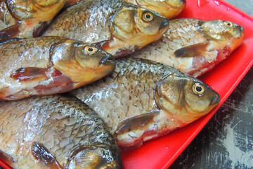 fresh fish carp