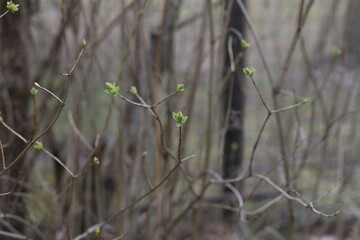 Selective focus, close up of a blooming leaf on a blurred background