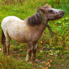 a small horse pony sits on an autumn meadow on a leash