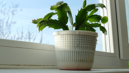 homemade flowers are on the windowsill