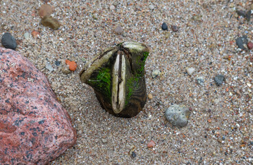 wooden stake on the beach 