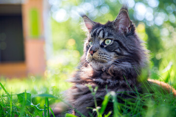 A young cat is lying on the green grass.Horizontally.Vertically.