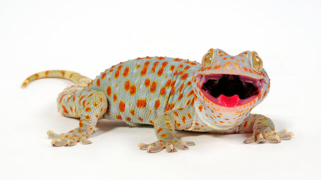 Tokay gecko / Tokeh, Tokee (Gekko gecko) 