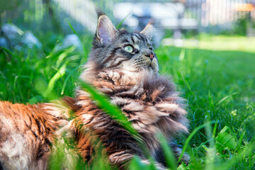 A young cat is lying on the green grass.Horizontally.Vertically.