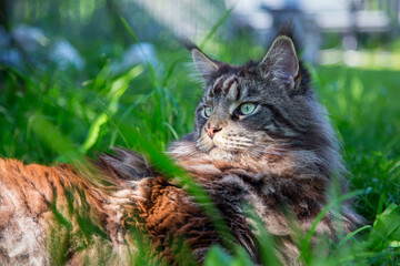 A young cat is lying on the green grass.Horizontally.Vertically.