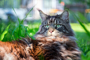 A young cat is lying on the green grass.Horizontally.Vertically.