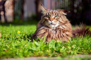 A young cat is lying on the green grass.Horizontally.Vertically.