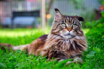 A young cat is lying on the green grass.Horizontally.Vertically.