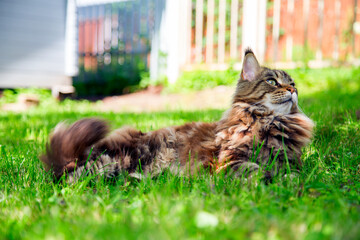 A young cat is lying on the green grass.Horizontally.Vertically.