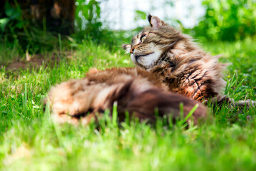 A young cat is lying on the green grass.Horizontally.Vertically.