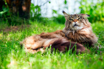 A young cat is lying on the green grass.Horizontally.Vertically.