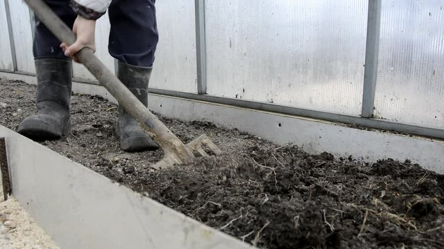 A farmer digs up the earth in the greenhouse with a shovel. Earthworks in the garden in spring and autumn. Preparing the soil for winter. A woman in rubber boots digs beds in a greenhouse on her farm.