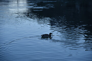 Anatroccolo in un laghetto
