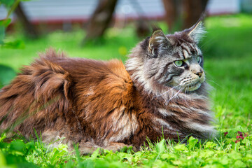 A young cat is lying on the green grass.Horizontally.Vertically.