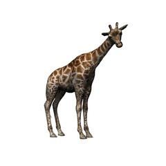 Wild animals - giraffe - isolated on white background - 3D illustration