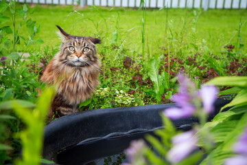 A young cat is lying on the green grass.Horizontally.Vertically.