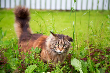 A young cat is lying on the green grass.Horizontally.Vertically.