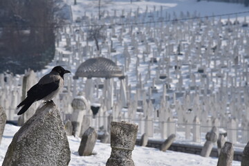 Un corvo in cimitero