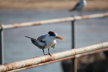 A Lesser Crested Tern on a jetty