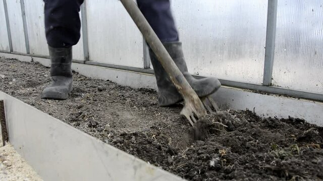 A woman in rubber boots digs beds in a greenhouse on her farm..Preparing the soil for winter. A farmer digs up the earth in the greenhouse with a shovel. Earthworks in the garden in spring and autumn.