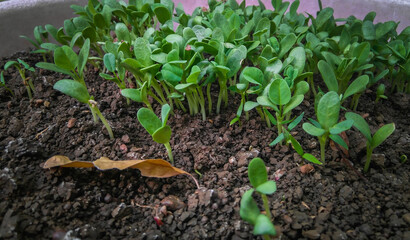 plant growing in soil, new plant buds, herbal plant in the garden, nature photography