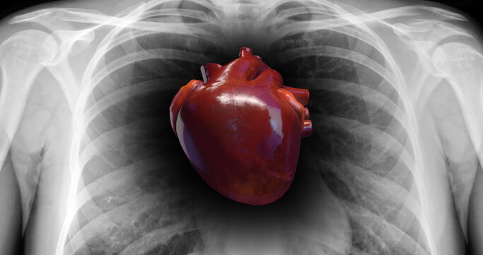 Human Heart Beat Anatomy. X-Ray Skeleton On Background. Science And Health Related 3D Illustration Render
