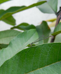dragonfly on leaf, macro nature photography