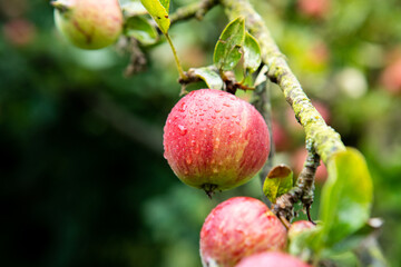 dojrzewające jabłko, ripening apple