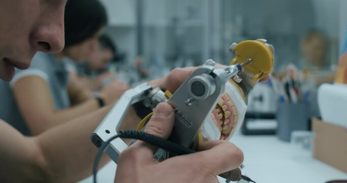 A male technician examining a jaw model