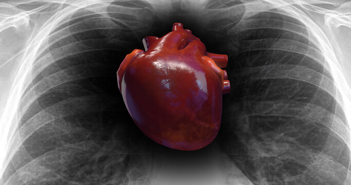 Human Circulatory System Heart Beat. X-Ray Skeleton On Background. Science And Health Related 3D Illustration Render