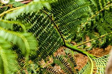 Fern leaf background